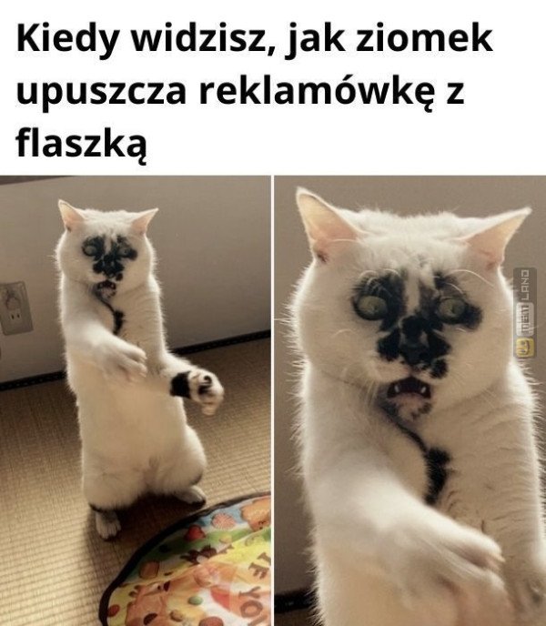 Śmieszny mem: 8475452 - MemLand