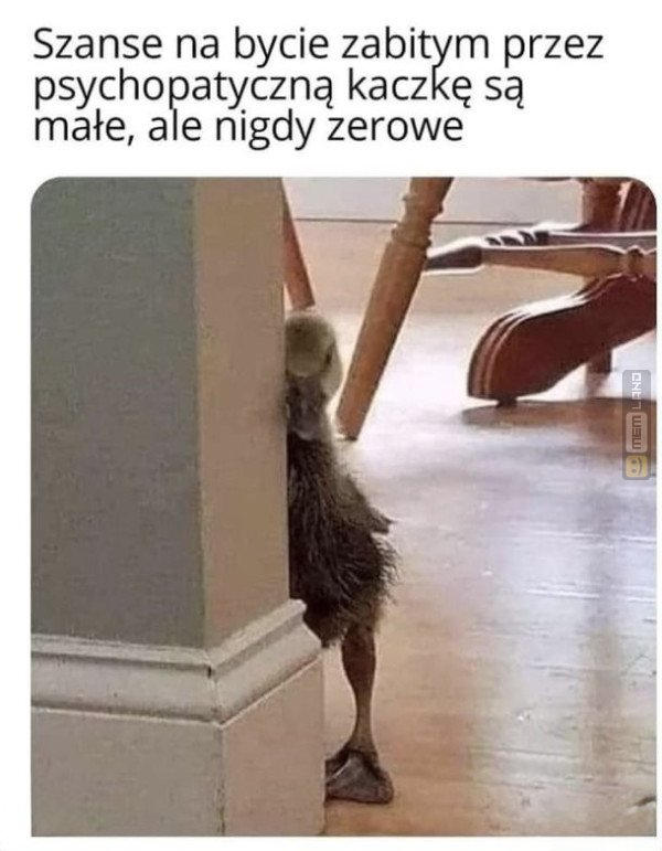 Śmieszny mem: 8515191 - MemLand