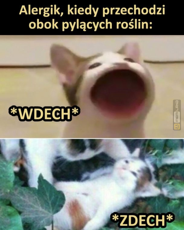 Śmieszny mem: 8529821 - MemLand