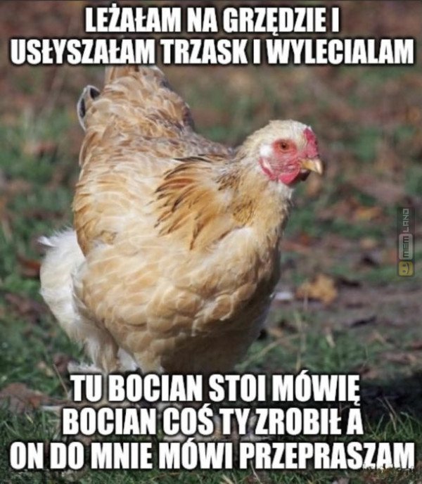 Śmieszny mem: 8602619 - MemLand