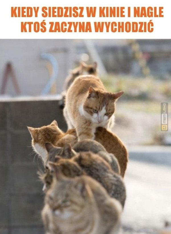 Śmieszny mem: 8631860 - MemLand