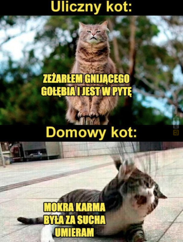 Śmieszny mem: 8640034 - MemLand