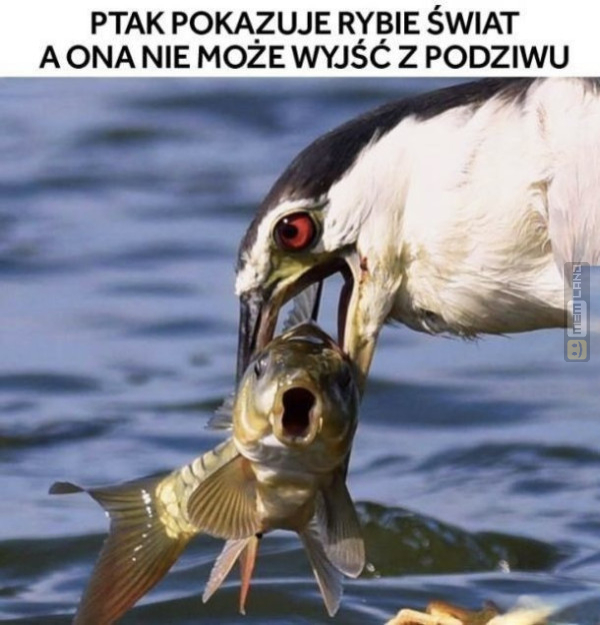 Śmieszny mem: 8663950 - MemLand