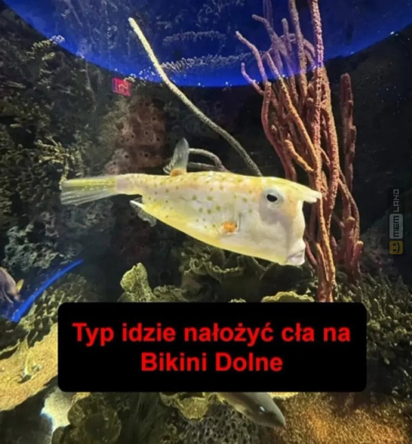 Śmieszny mem: 8681003 - MemLand