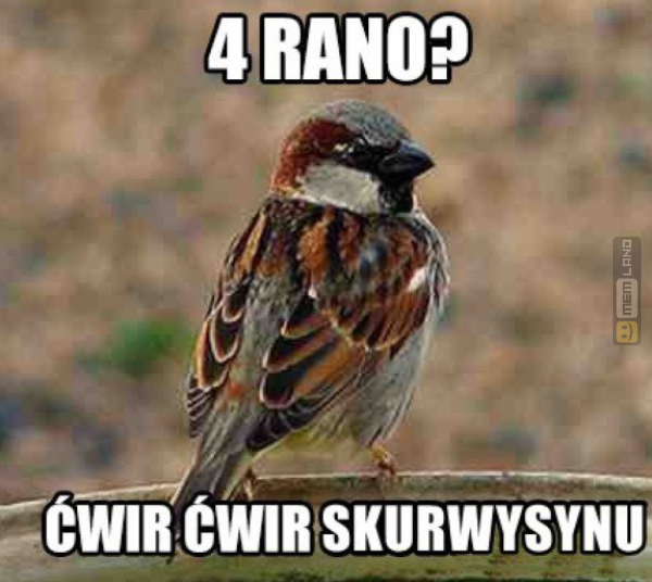 Śmieszny mem: 8730259 - MemLand