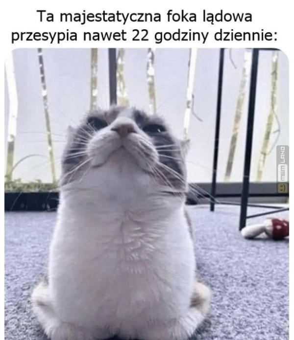 Śmieszny mem: 8755133 - MemLand