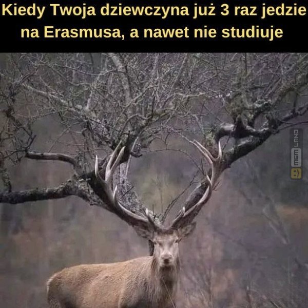 Śmieszny mem: 8761722 - MemLand