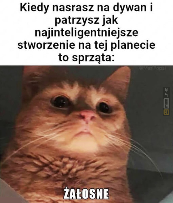 Śmieszny mem: 8827767 - MemLand