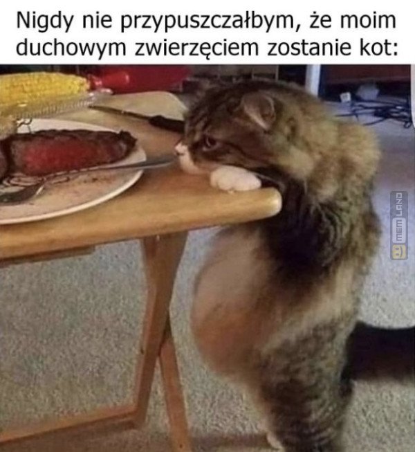 Śmieszny mem: 8842704 - MemLand