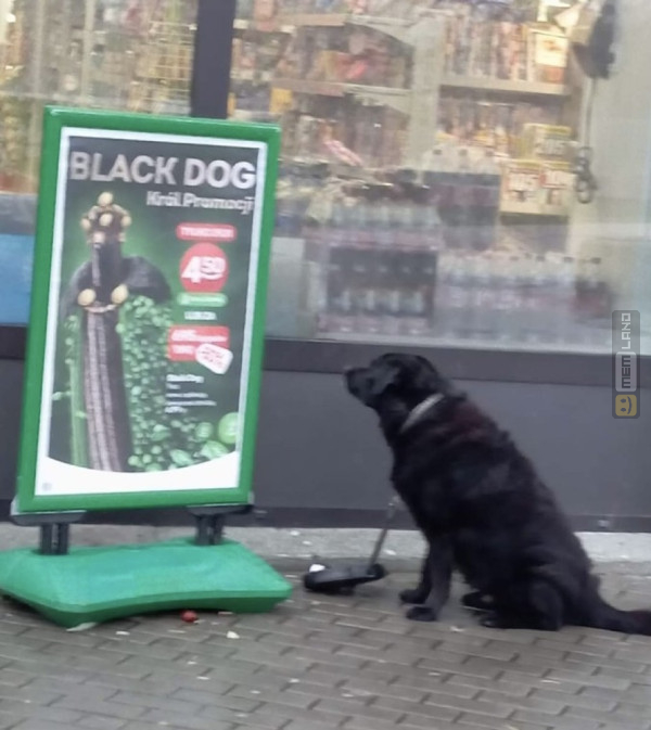 Śmieszny mem: 8846738 - MemLand