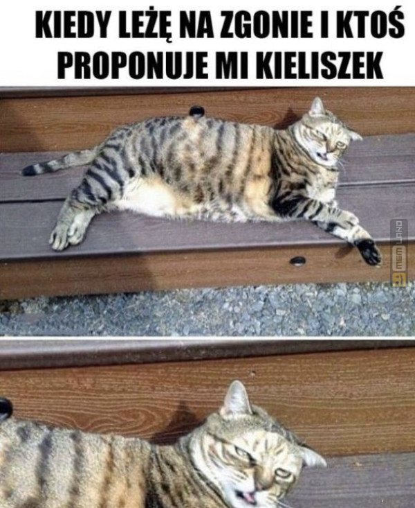 Śmieszny mem: 8869535 - MemLand