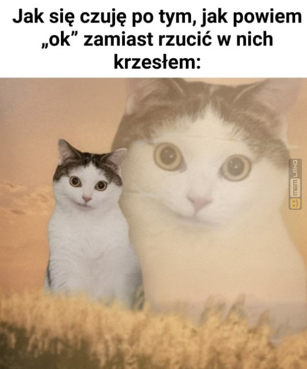 Śmieszny mem: 8871797 - MemLand