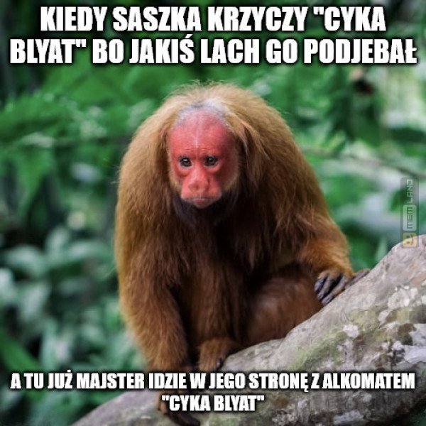 Śmieszny mem: 8918676 - MemLand