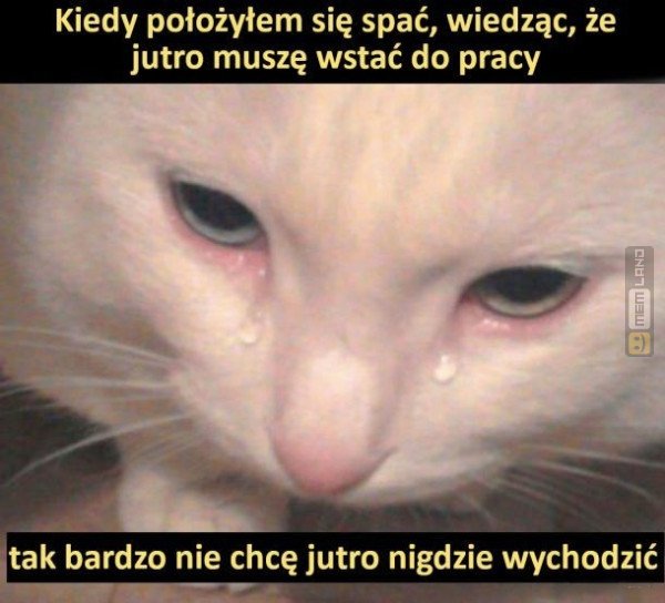 Śmieszny mem: 8930207 - MemLand