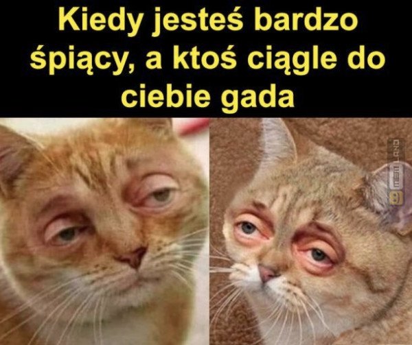 Śmieszny mem: 8947849 - MemLand