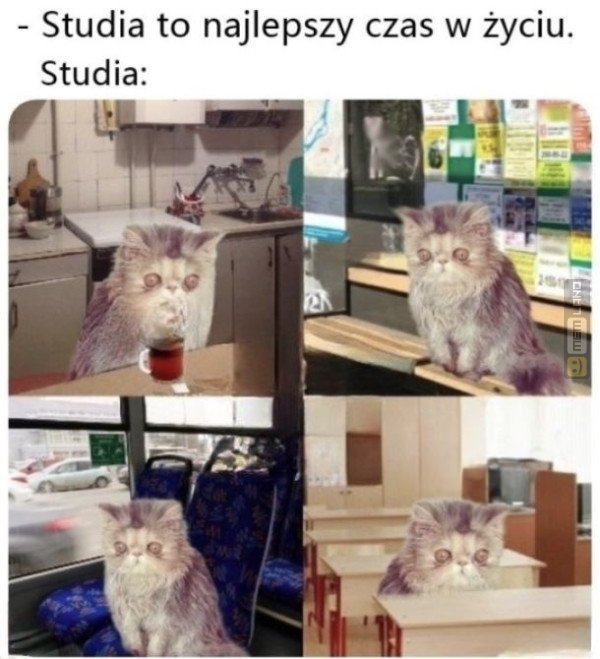 Śmieszny mem: 8971344 - MemLand