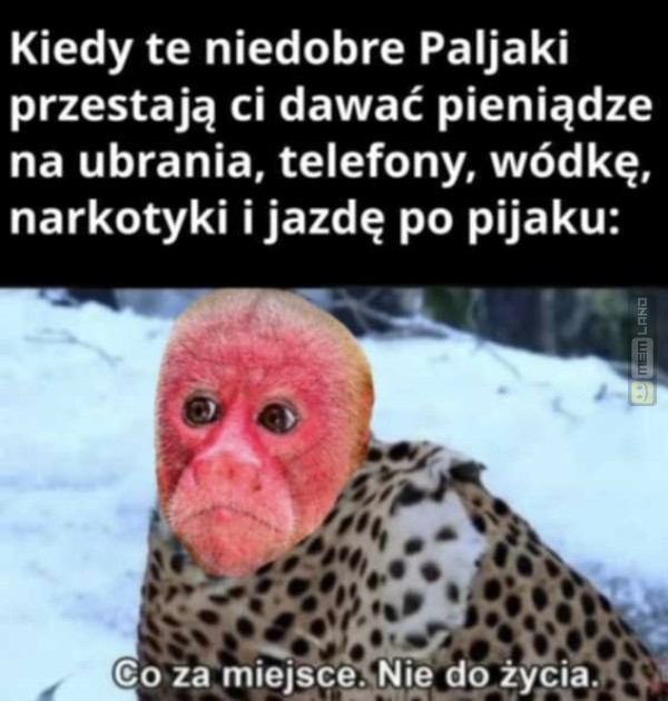 Śmieszny mem: 9001847 - MemLand