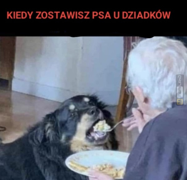 Śmieszny mem: 9003717 - MemLand