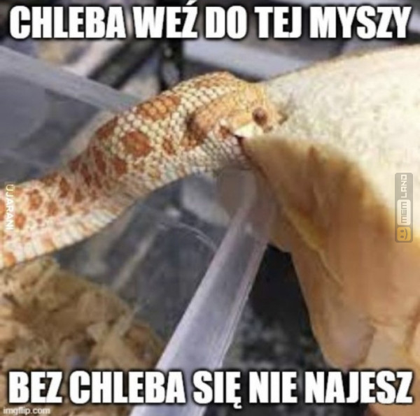 Śmieszny mem: 9040263 - MemLand