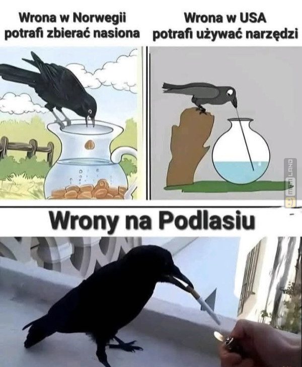 Śmieszny mem: 9066405 - MemLand