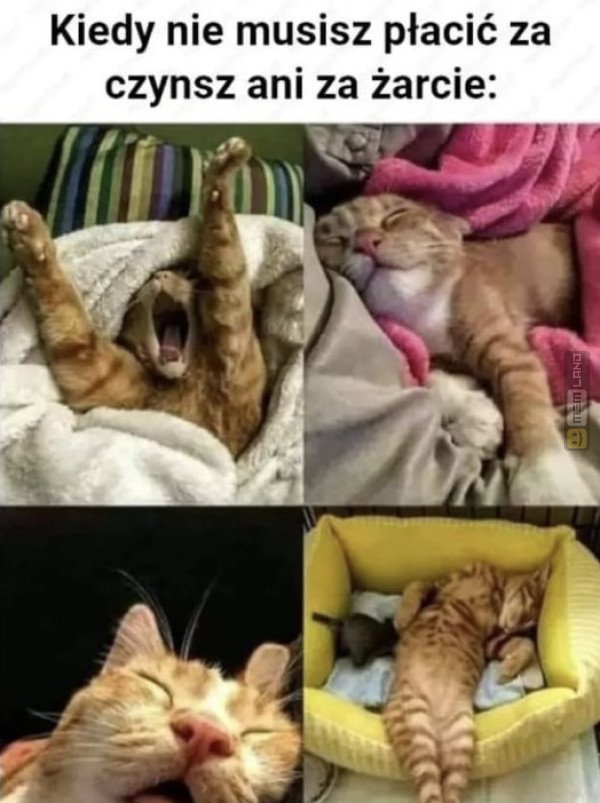 Śmieszny mem: 9109755 - MemLand