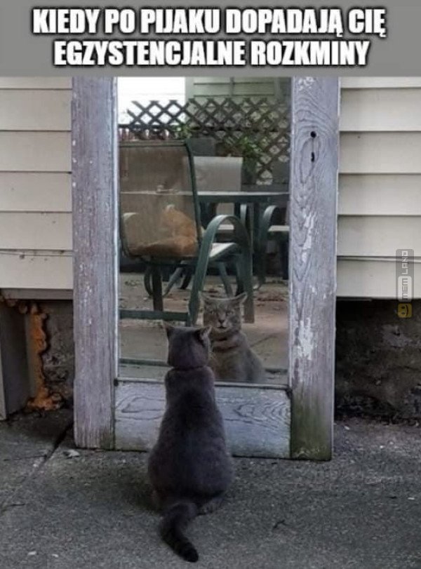 Śmieszny mem: 9141845 - MemLand