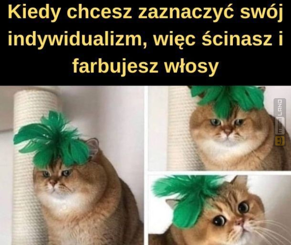 Śmieszny mem: 9146707 - MemLand