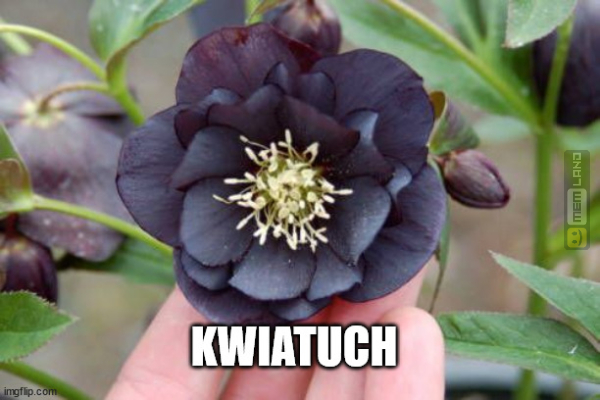 Śmieszny mem: 9149296 - MemLand