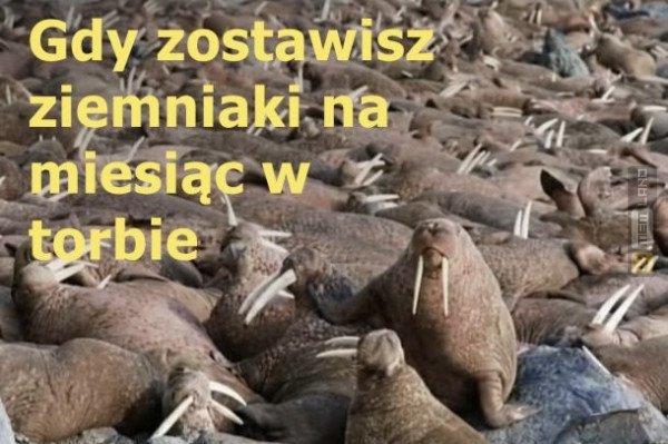 Śmieszny mem: 9150644 - MemLand