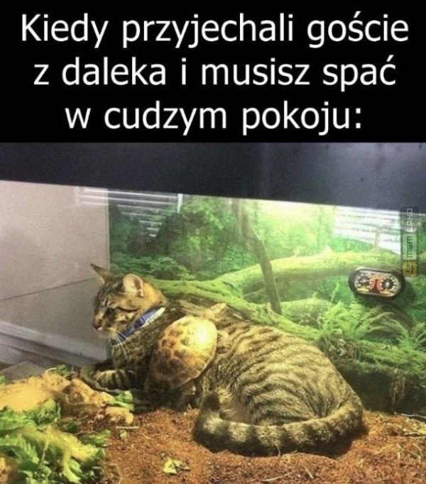 Śmieszny mem: 9160480 - MemLand