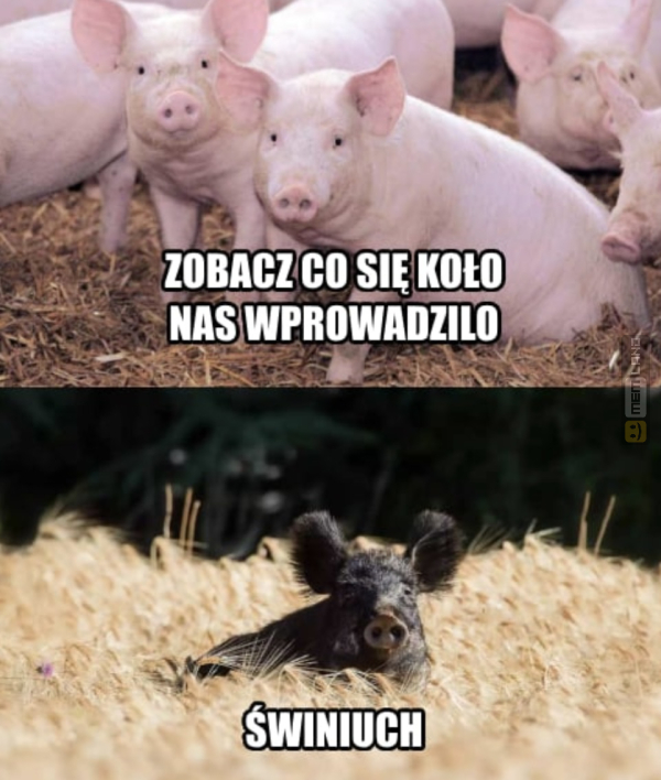 Śmieszny mem: 9256404 - MemLand