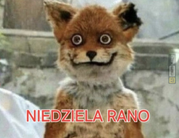 Śmieszny mem: 9280197 - MemLand