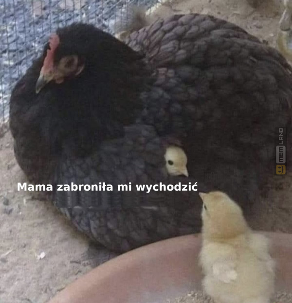 Śmieszny mem: 9291103 - MemLand