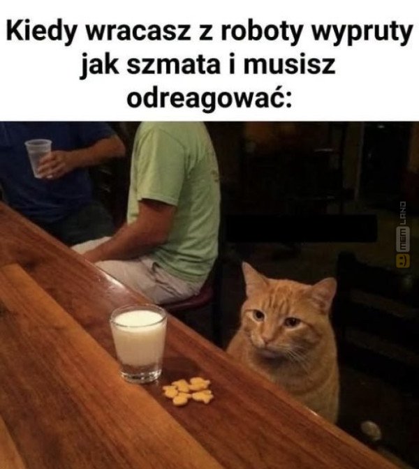 Śmieszny mem: 9298079 - MemLand