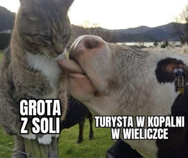 Śmieszny mem: 9322449 - MemLand