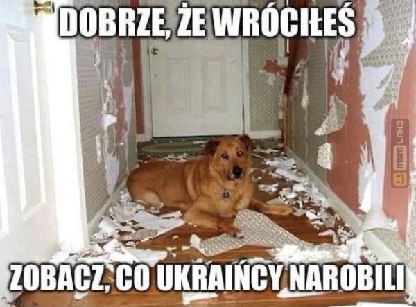 Śmieszny mem: 9411528 - MemLand