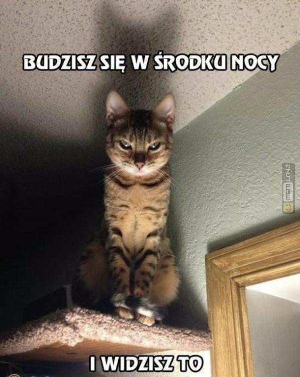 Śmieszny mem: 9432498 - MemLand