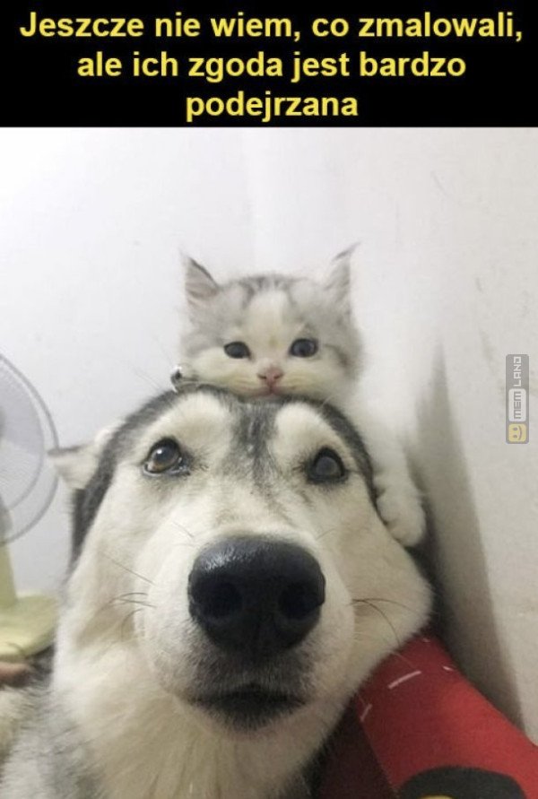 Śmieszny mem: 9434903 - MemLand