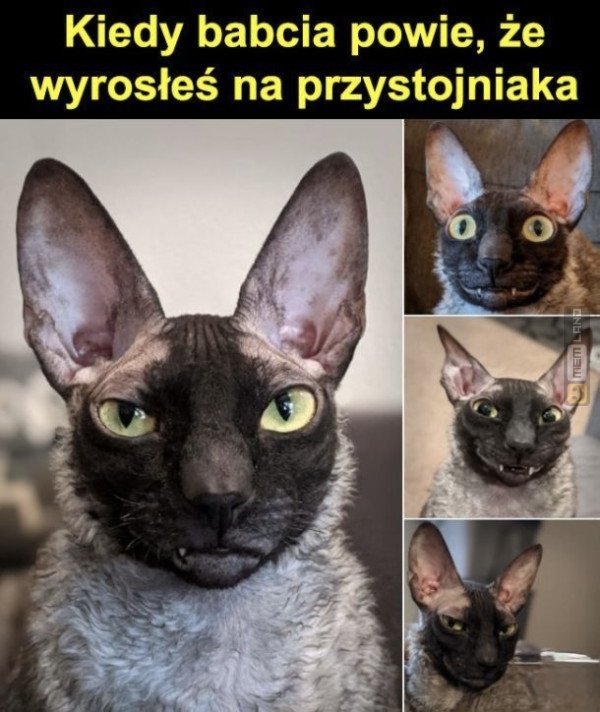 Śmieszny mem: 9535299 - MemLand