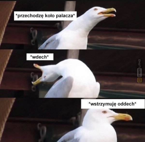 Śmieszny mem: 9544991 - MemLand