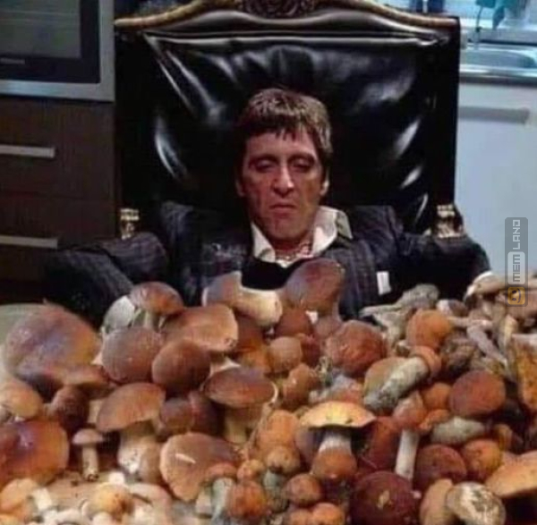 Śmieszny mem: 9552439 - MemLand