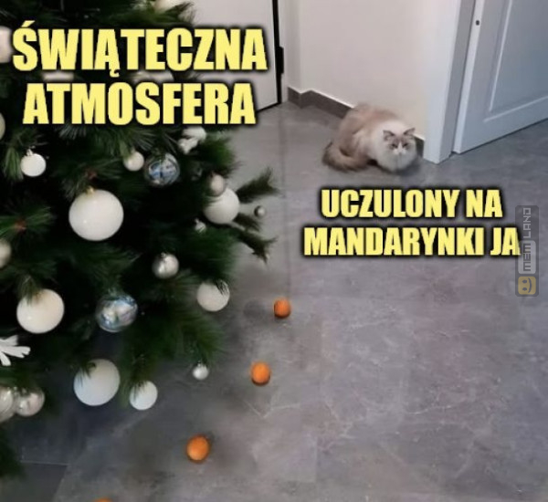 Śmieszny mem: 9649741 - MemLand