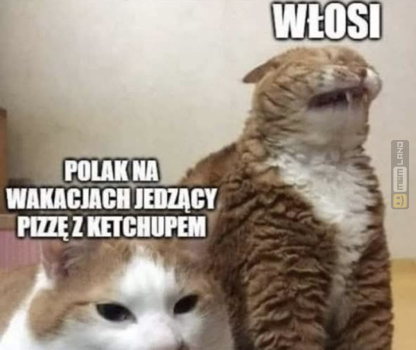 Śmieszny mem: 9716696 - MemLand