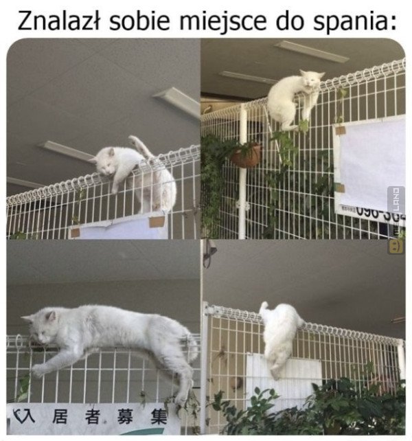 Śmieszny mem: 9745542 - MemLand