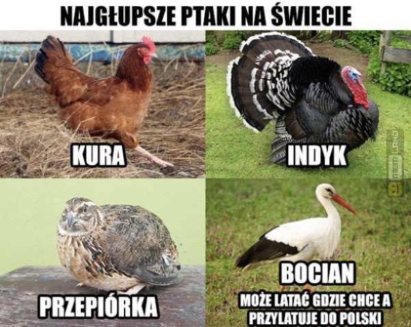 Śmieszny mem: 9764232 - MemLand