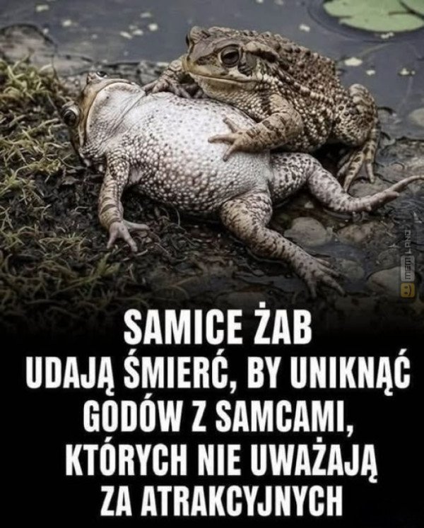 Śmieszny mem: 9764852 - MemLand