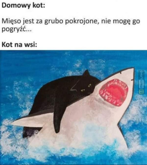 Śmieszny mem: 9771686 - MemLand