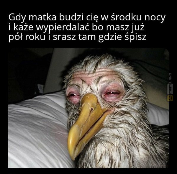 Śmieszny mem: 9777813 - MemLand