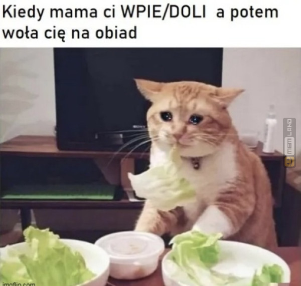 Śmieszny mem: 9799491 - MemLand