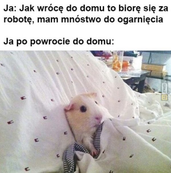 Śmieszny mem: 9826829 - MemLand